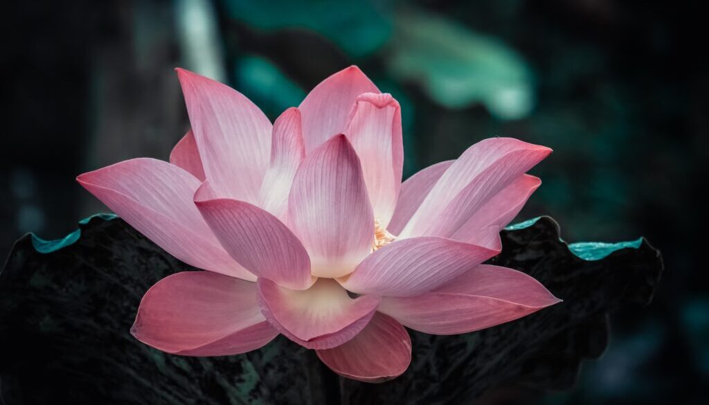 A lotus flower