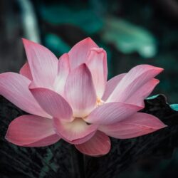 A lotus flower