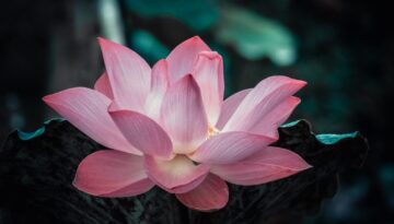 A lotus flower