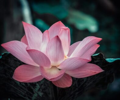 A lotus flower